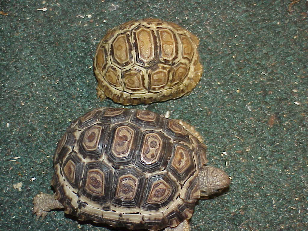 Velvet  2 yrs & Isis 14 mos- Leo Torts