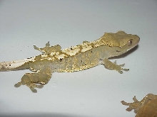 Our next breeding male( 6 month old in pic)