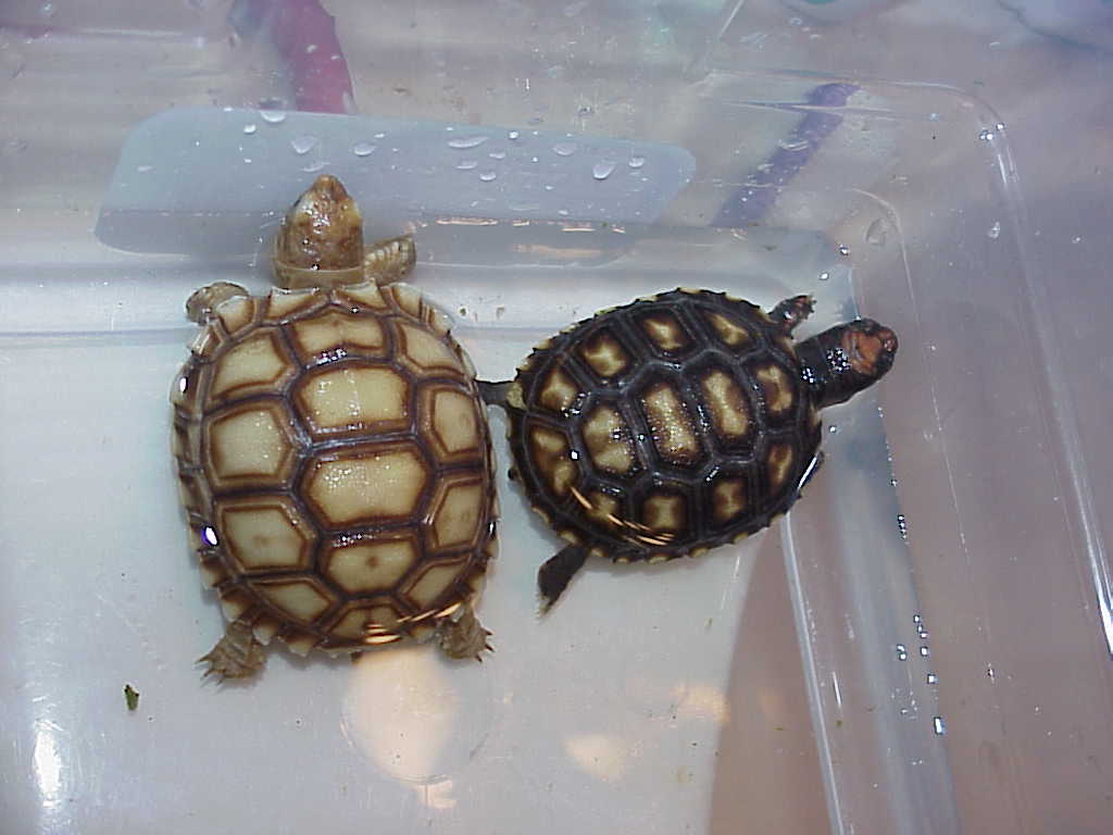 Marley baby sulcata and Zaharra cherry head red foot baby
