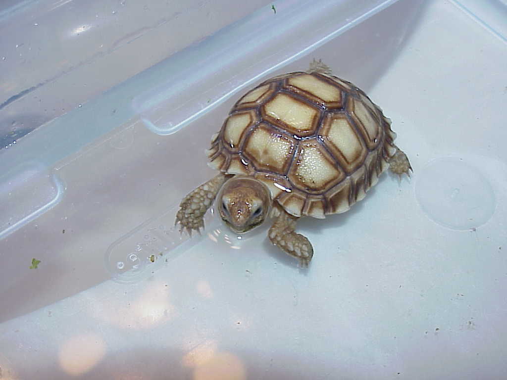 Marley our baby sulcata