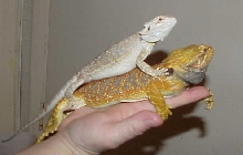 Moon Hypo x snow and Pyro Red flaming tiger x orange GG