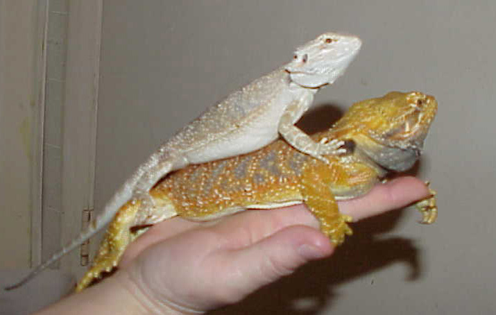 Moon Hypo x snow and Pyro Red flaming tiger x orange GG
