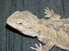 Moon- Hypo x Snow 3 mo old female