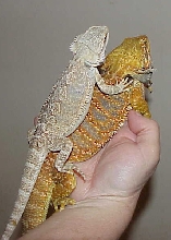 Wow Look at these two special additions