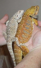 Moon my Hypo x snow female and Pyro my red flaming tiger x orange GG male
