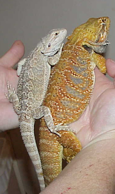 Moon my Hypo x snow female and Pyro my red flaming tiger x orange GG male