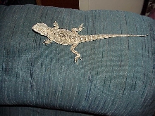 Moon our Hypo x Snow baby female 3 months