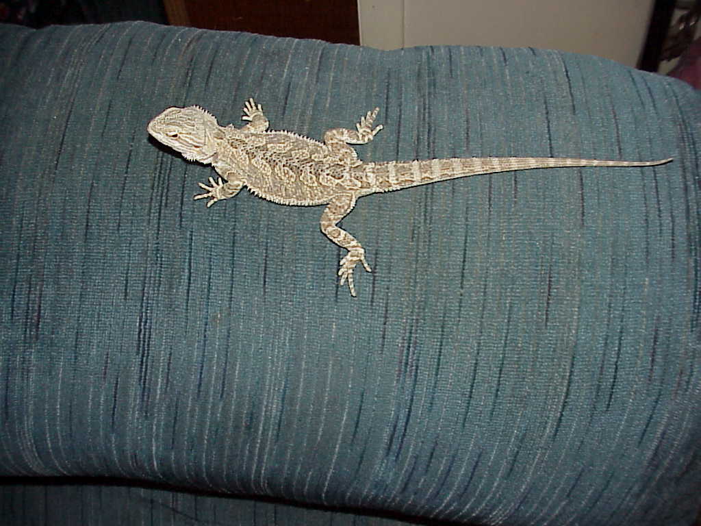 Moon our Hypo x Snow baby female 3 months