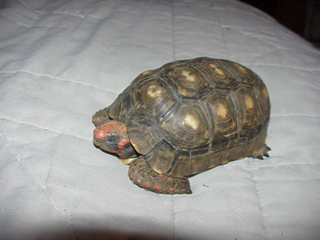 Our  Cherry Head Red Foot "One Eyed Jack" His bad side