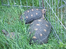 Our two female red foots