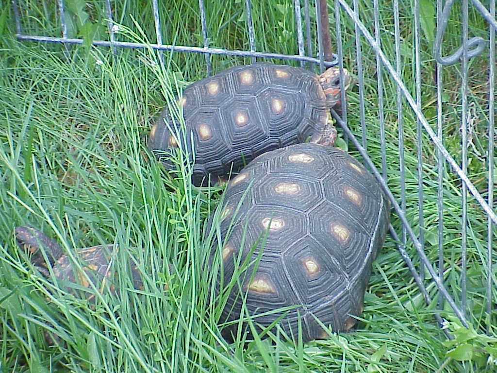 Our two female red foots