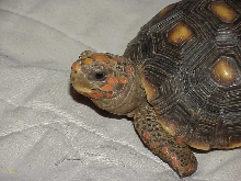 Stretch 3 yr old red foot  possible male