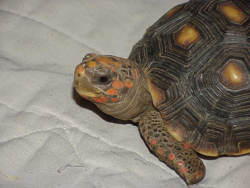 Stretch 3 yr old red foot  possible male