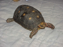 "Sammy" approx: 5 yr old female Red Foot
