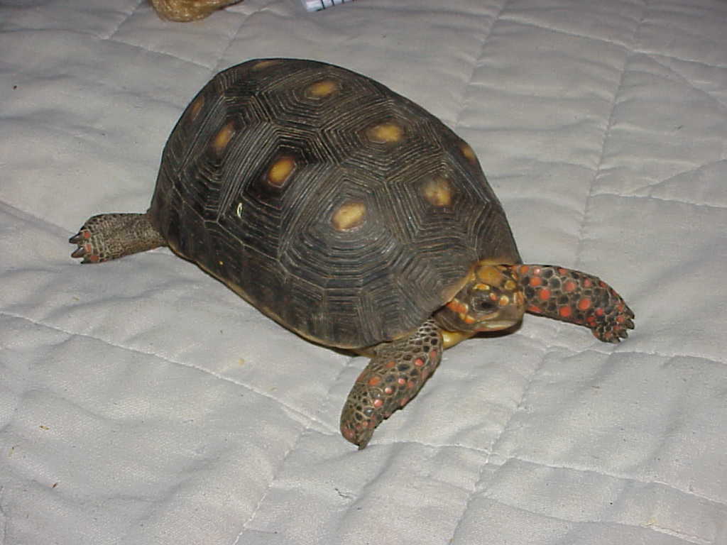 "Sammy" approx: 5 yr old female Red Foot