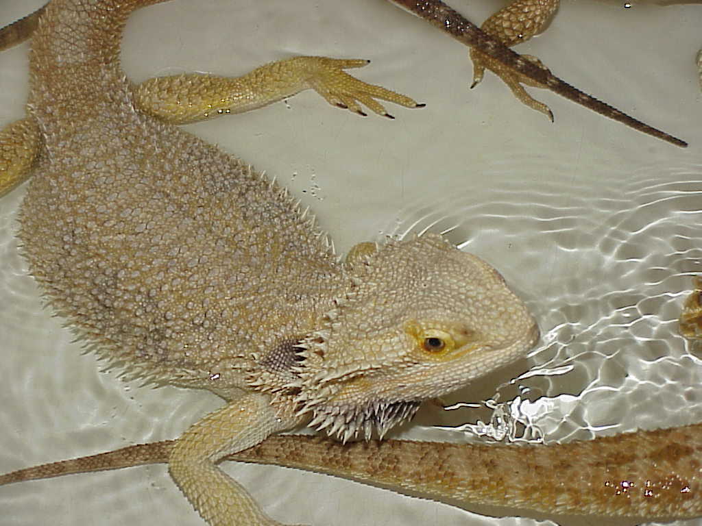Skyla My het pastel German Giant Female