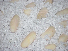 questionable beardie eggs