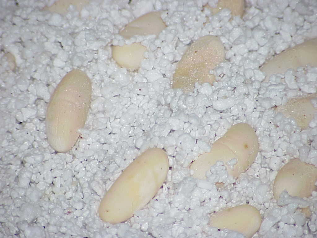 questionable beardie eggs