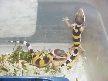 Normal Het RW albino Baby Leos