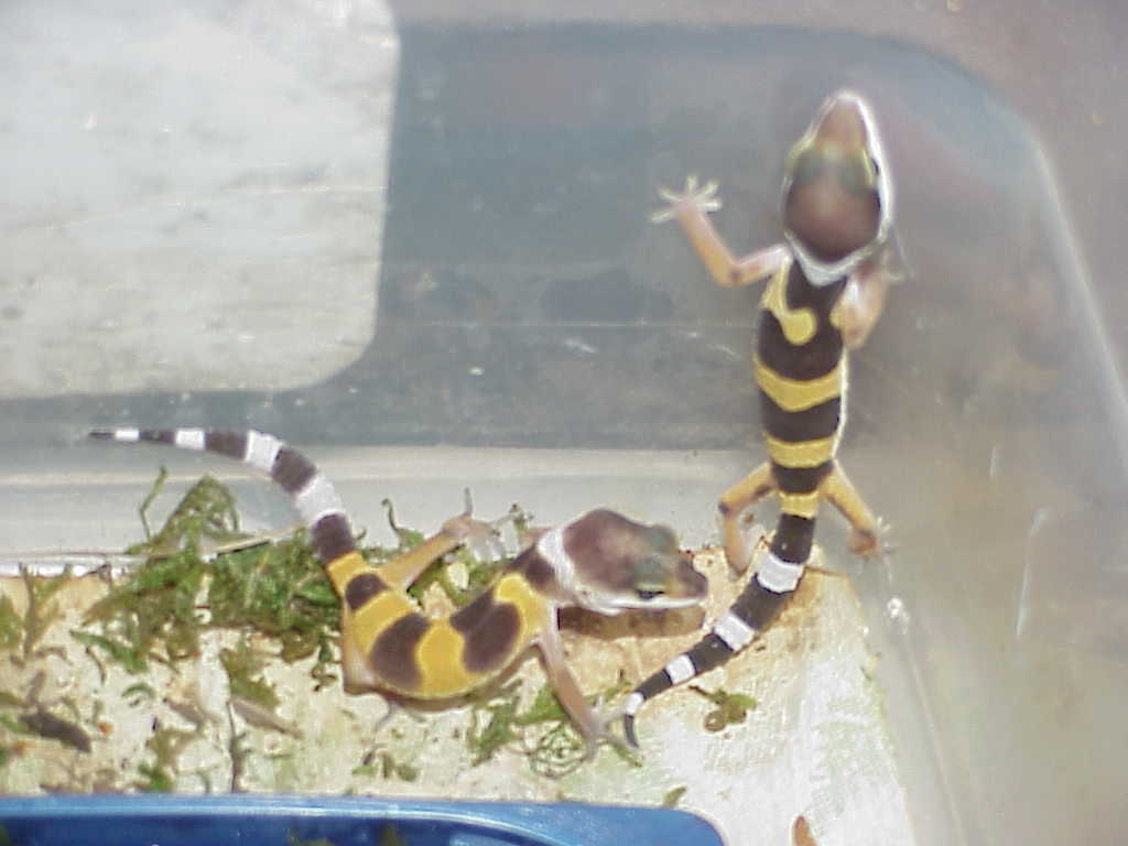 Normal Het RW albino Baby Leos