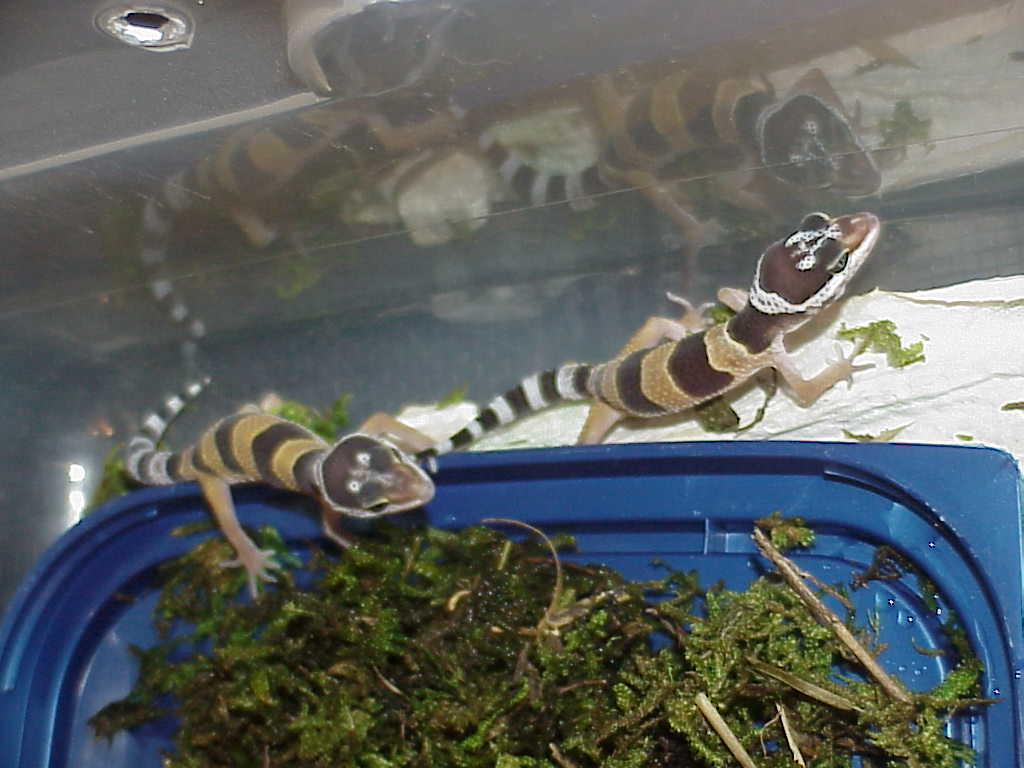 Normal Het Patternless Tremper Albino and Blazing Blizzard