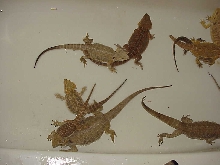 Our bunch of dragons 1