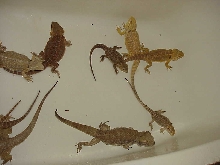 Our bunch of beardies 2