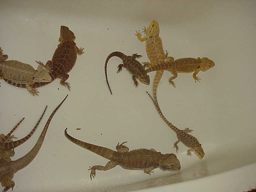 Our bunch of beardies 2