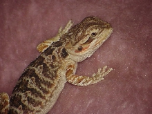 Puff the Magic Dragon