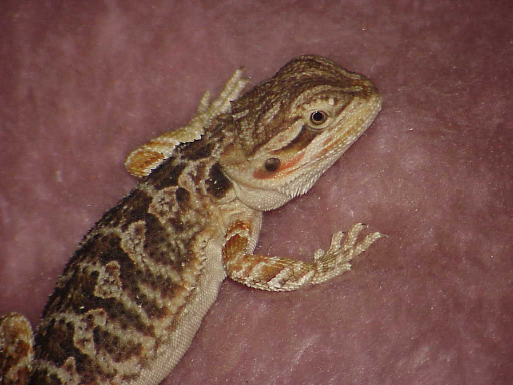 Puff the Magic Dragon
