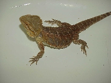 Our  Citrus x red gold male Puff
