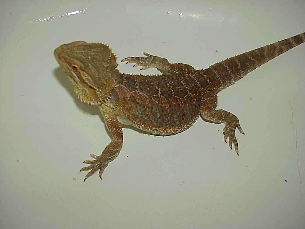 Our  Citrus x red gold male Puff