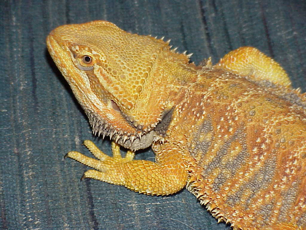 Pyro our red flaming tiger x orange German Giant male at 6 months