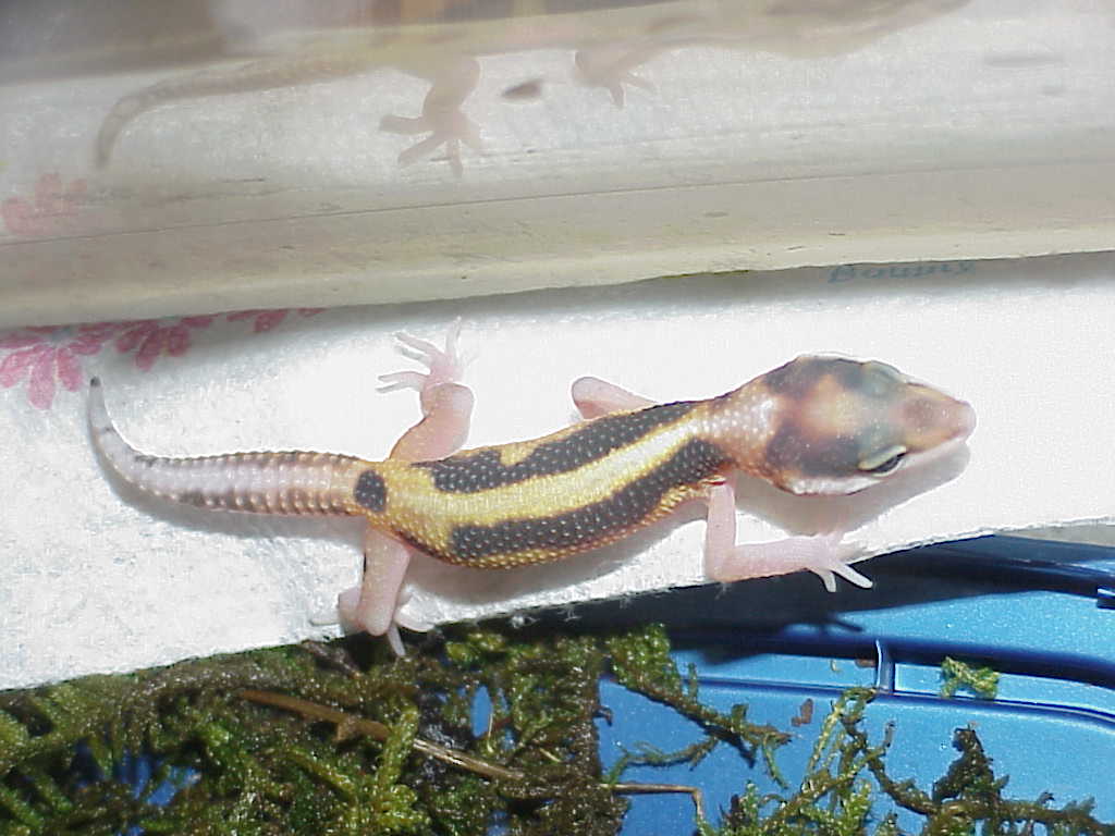 Red Stripe Baby