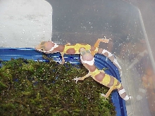 Rainwater  Albino Jungle and Banded Leo Gecko