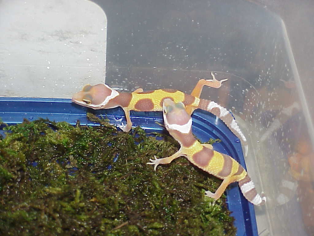 Rainwater  Albino Jungle and Banded Leo Gecko