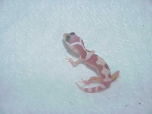 Rainwater  Albino Jungle Baby Leo Gecko