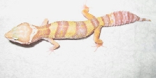 My Rainwater(LV) Albino Female