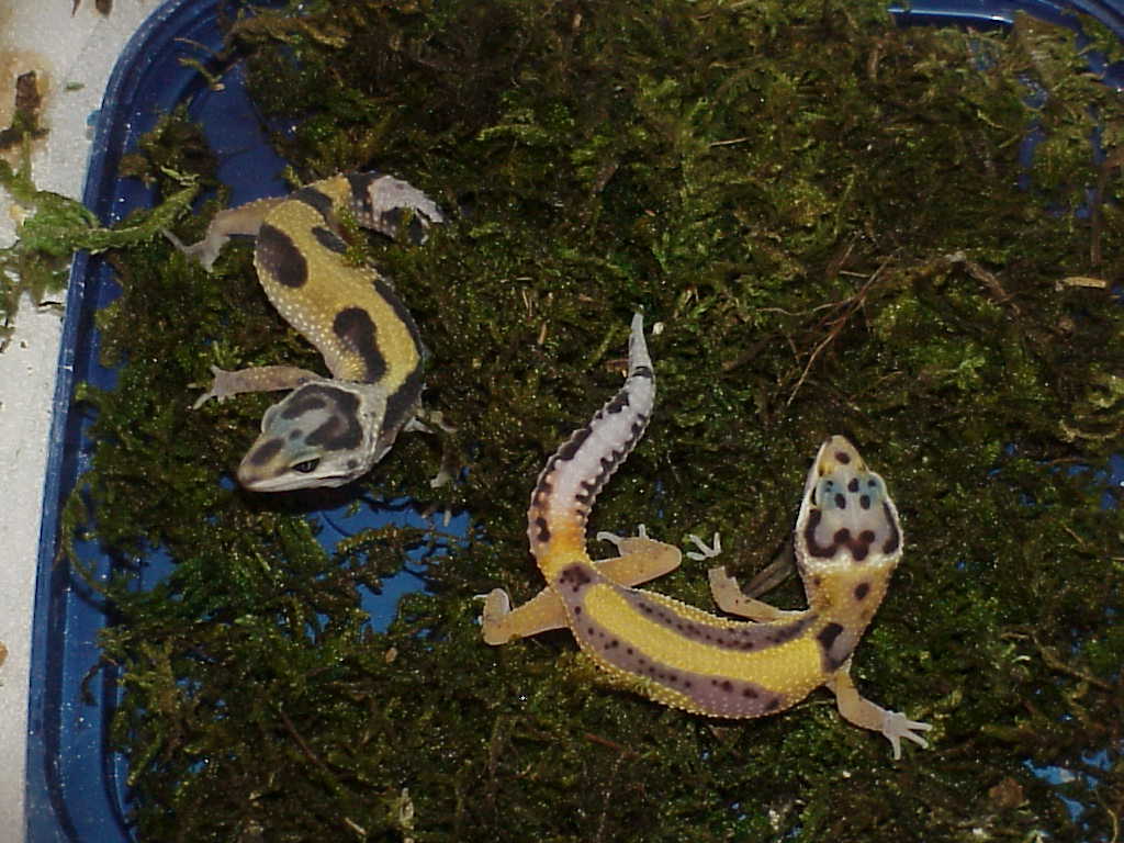 Red Stripe and RS Jungle Babies