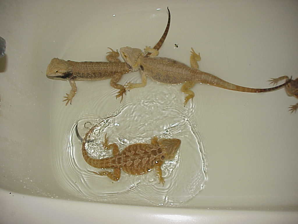 Kai, Skyla and Voodoo