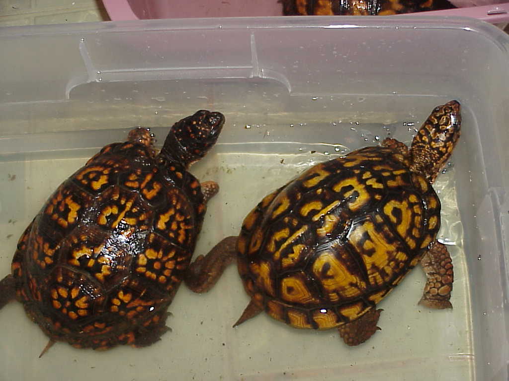 Shikira and Spike Eastern Boxies