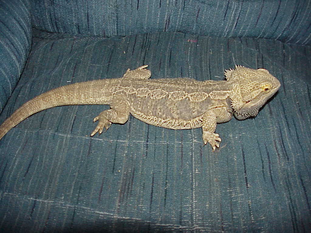 Spaz  red gold x normal male
