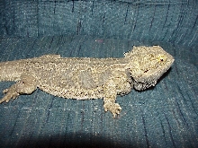 Spaz red/gold x normal male 2 yrs old