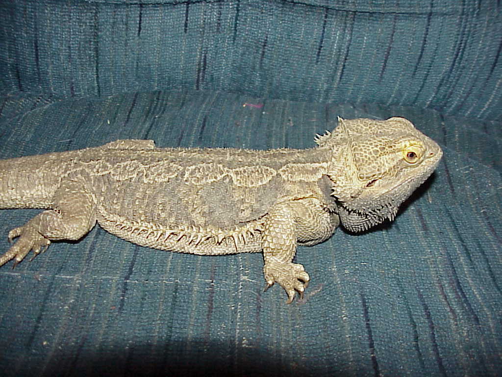Spaz red/gold x normal male 2 yrs old