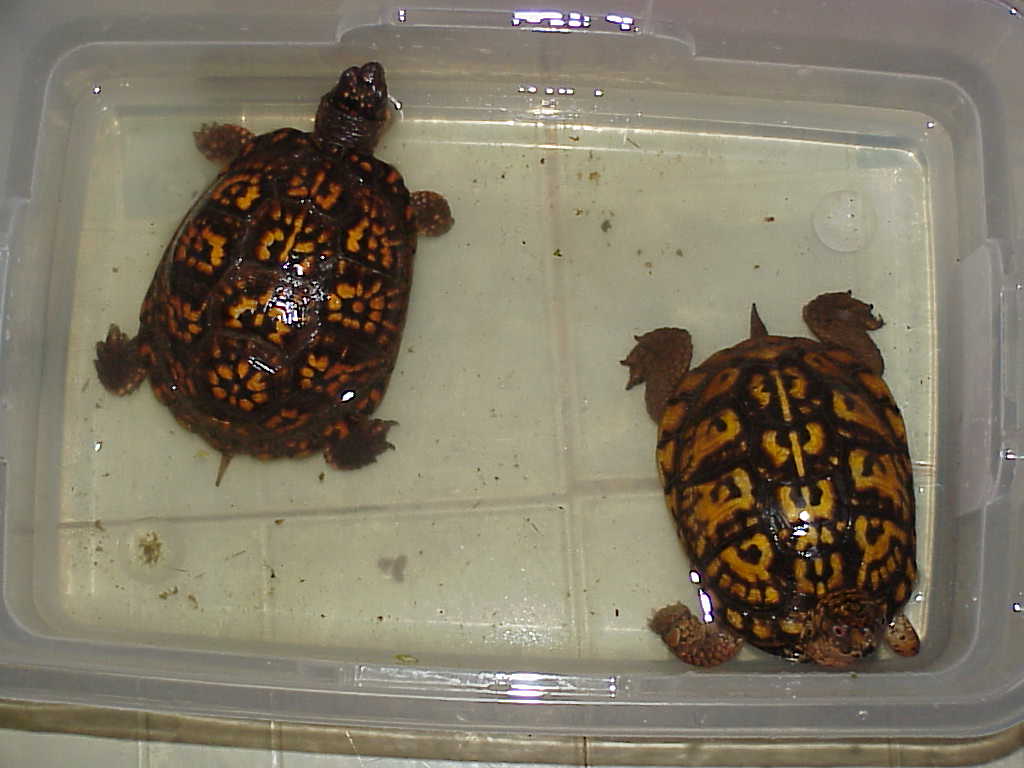 Spike and Shikira