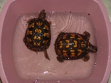 Sundra and Jade Eastern Boxies