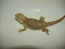 Sunny Our sunrise x red/gold female  subadult