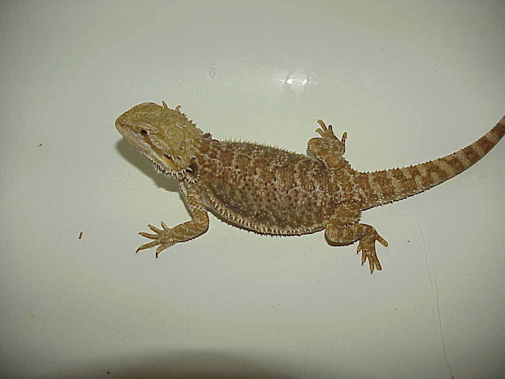 Sunny Our sunrise x red/gold female  subadult
