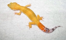 Super Hypo Tang Carrot Tail Baldy Male