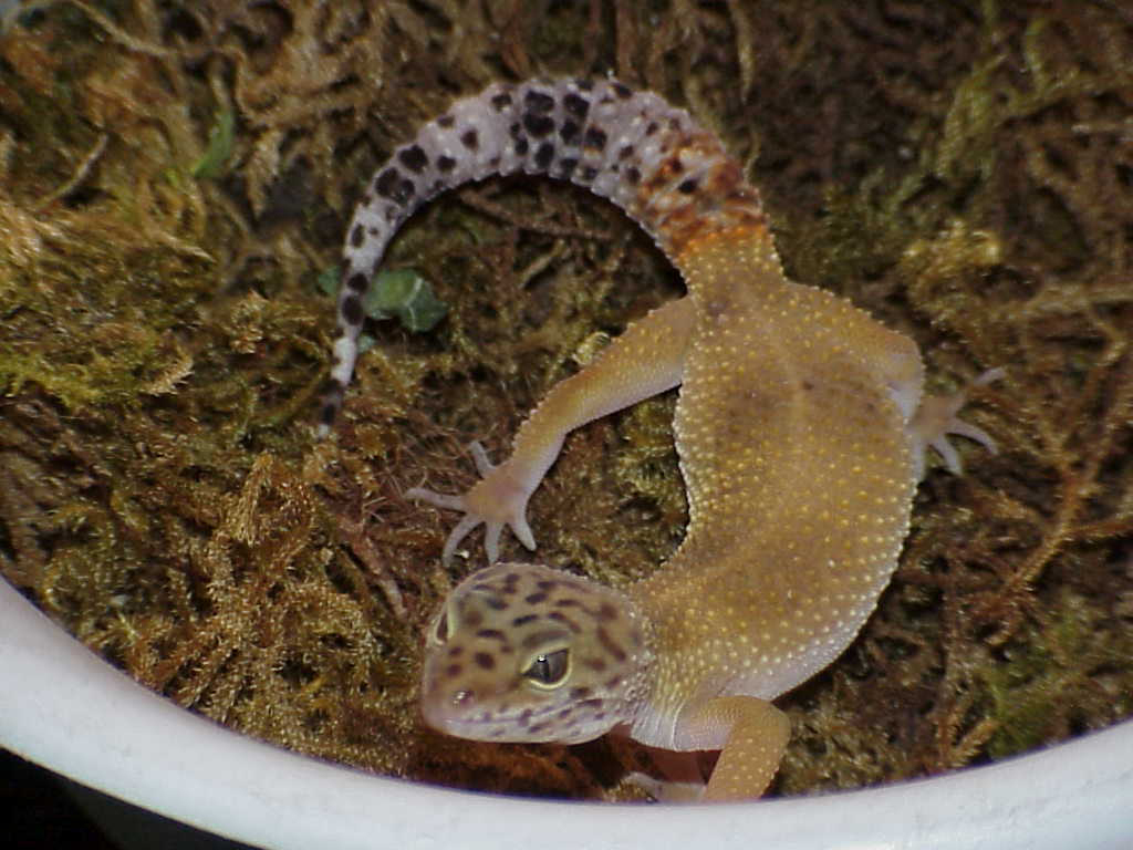 Super Hypo Female